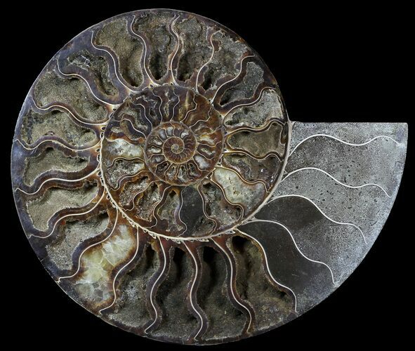Huge, Sliced Ammonite Fossil (Half) - Crystal Filled #56154